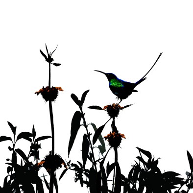 Malachite sunbird on Leonotus leonurus.jpg